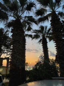 Palmen und im Hintergrund der Sonnenuntergang